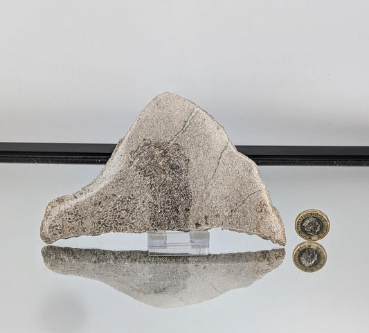 Large Dinosaur Bone Fossil Slice (#1)