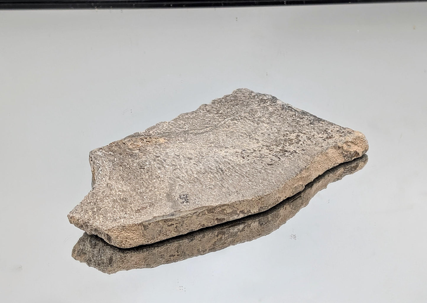 Large Dinosaur Bone Fossil Slice (#10)