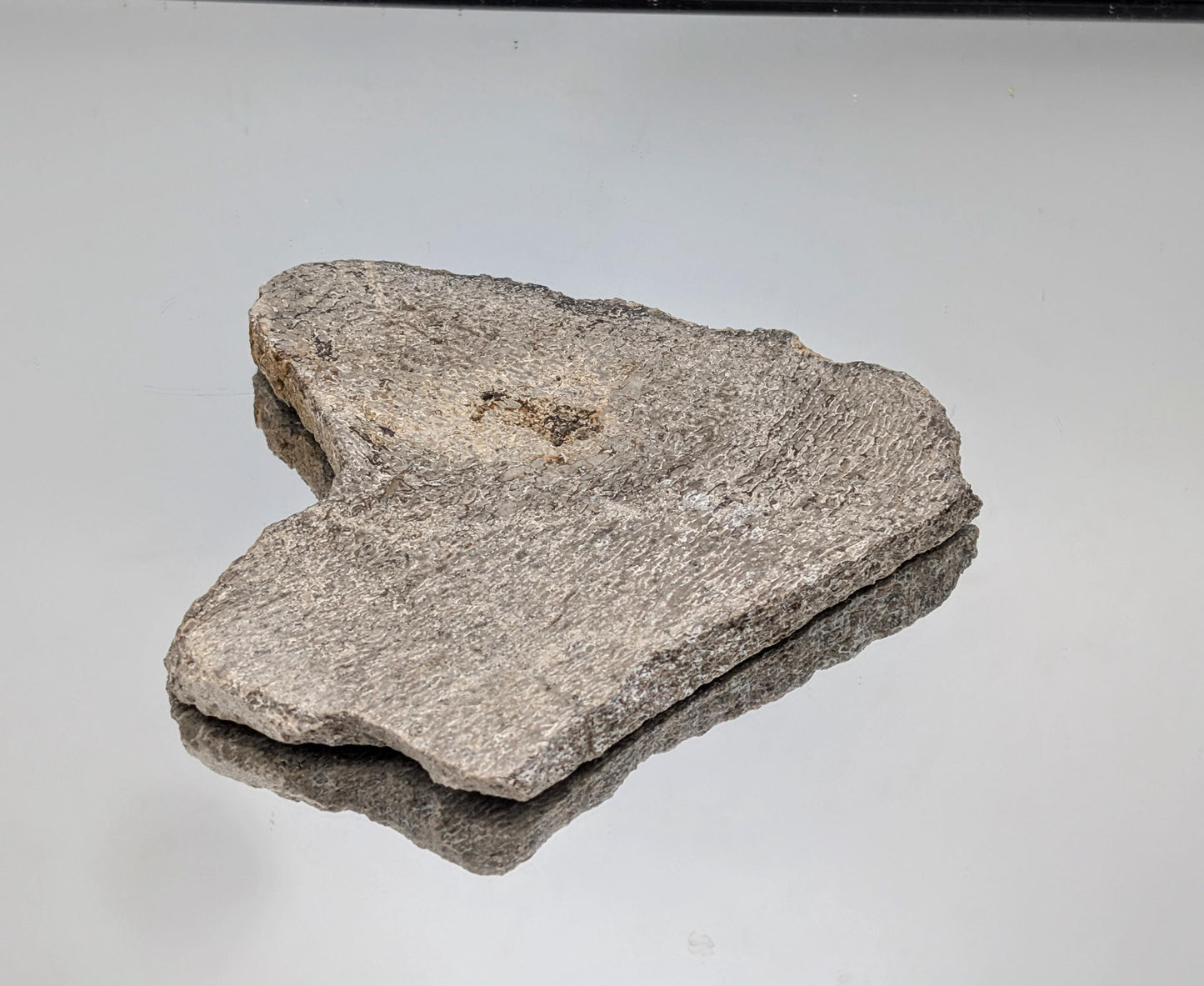 Large Dinosaur Bone Fossil Slice (#6)