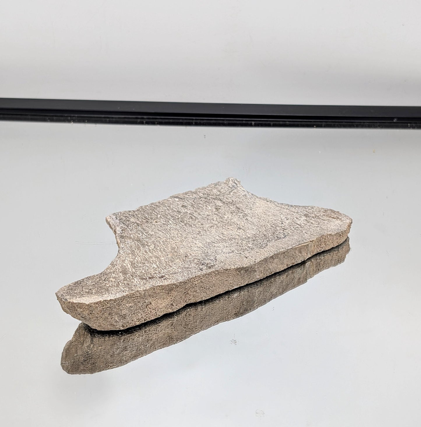 Large Dinosaur Bone Fossil Slice (#8)