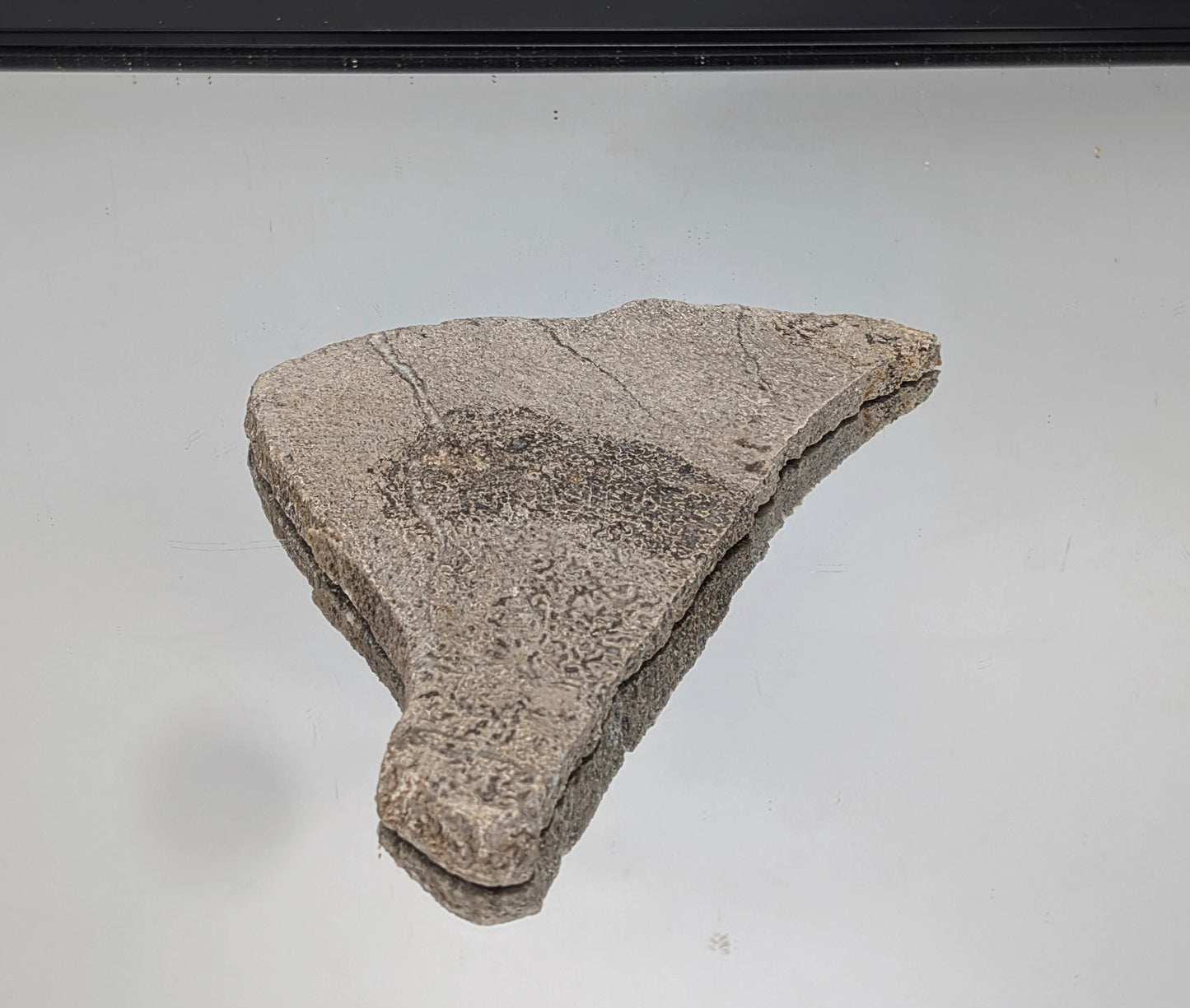 Large Dinosaur Bone Fossil Slice (#1)