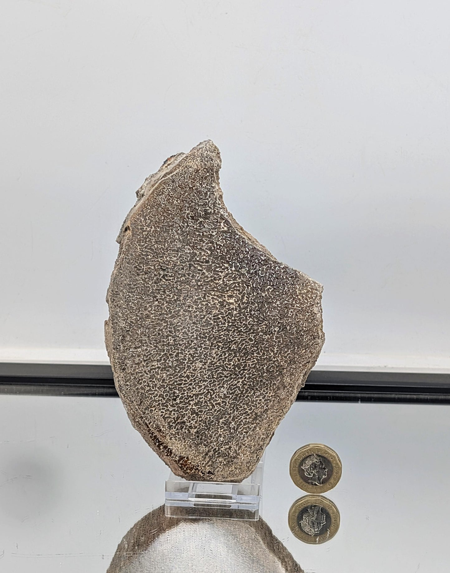 Large Dinosaur Bone Fossil Slice (#19)