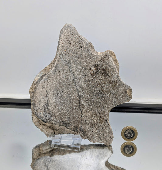 Large Dinosaur Bone Fossil Slice (#18)