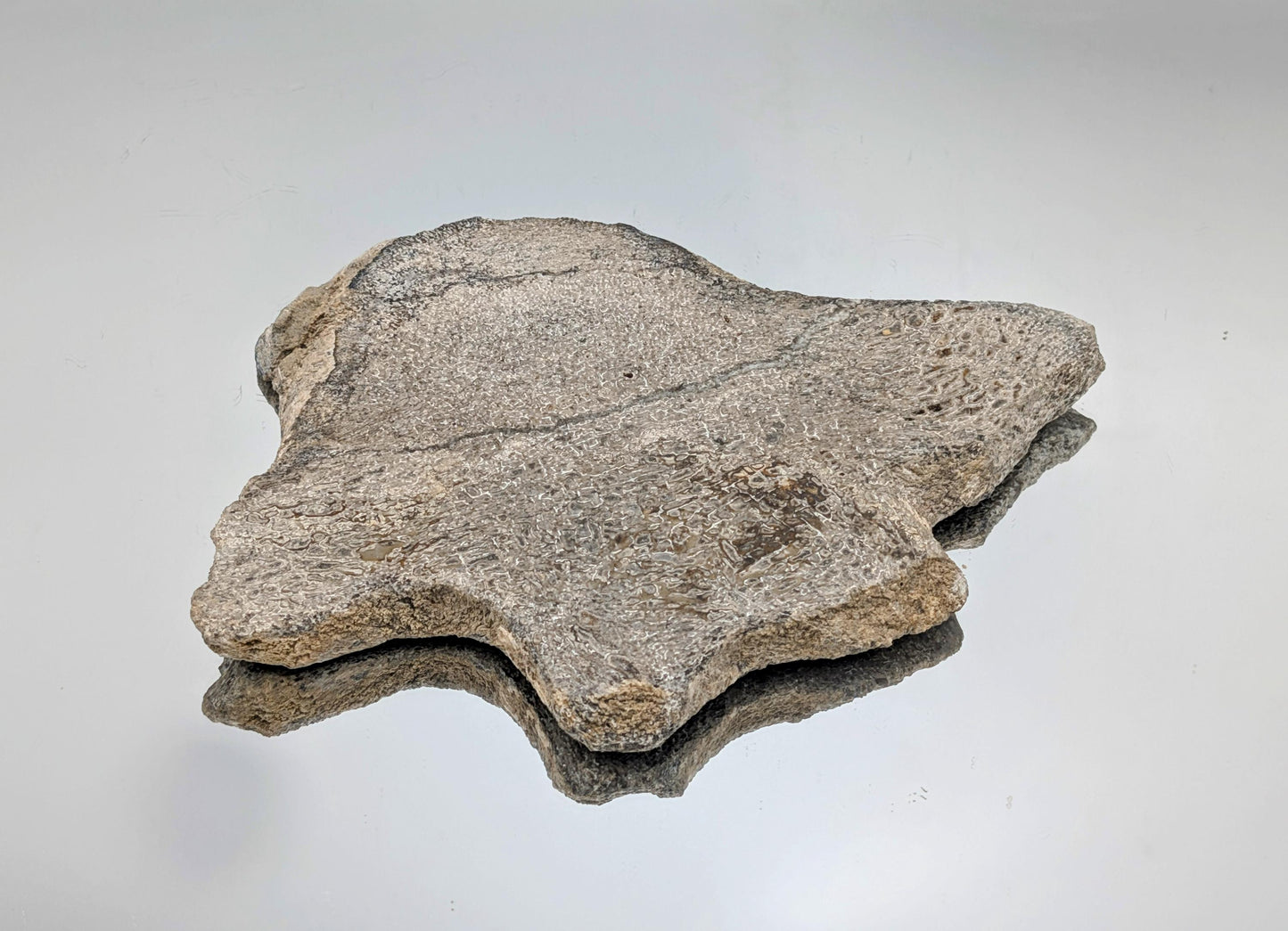 Large Dinosaur Bone Fossil Slice (#18)