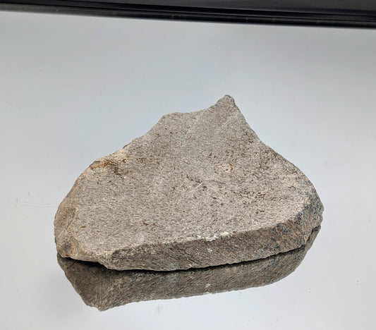 Large Dinosaur Bone Fossil Slice (#16)