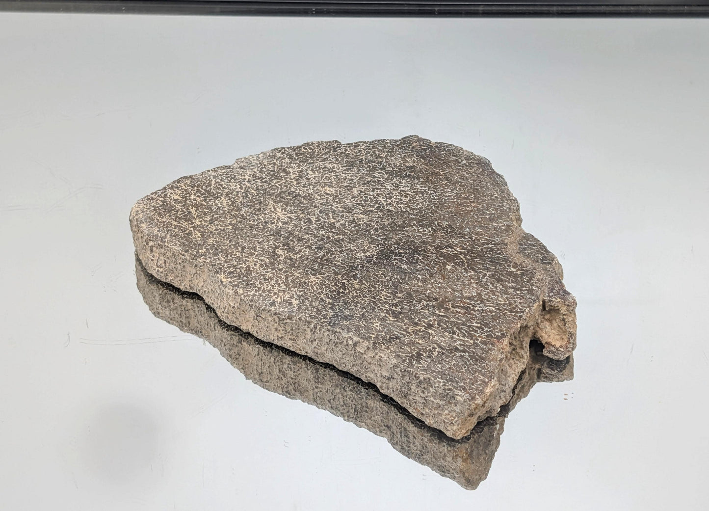 Large Dinosaur Bone Fossil Slice (#17)