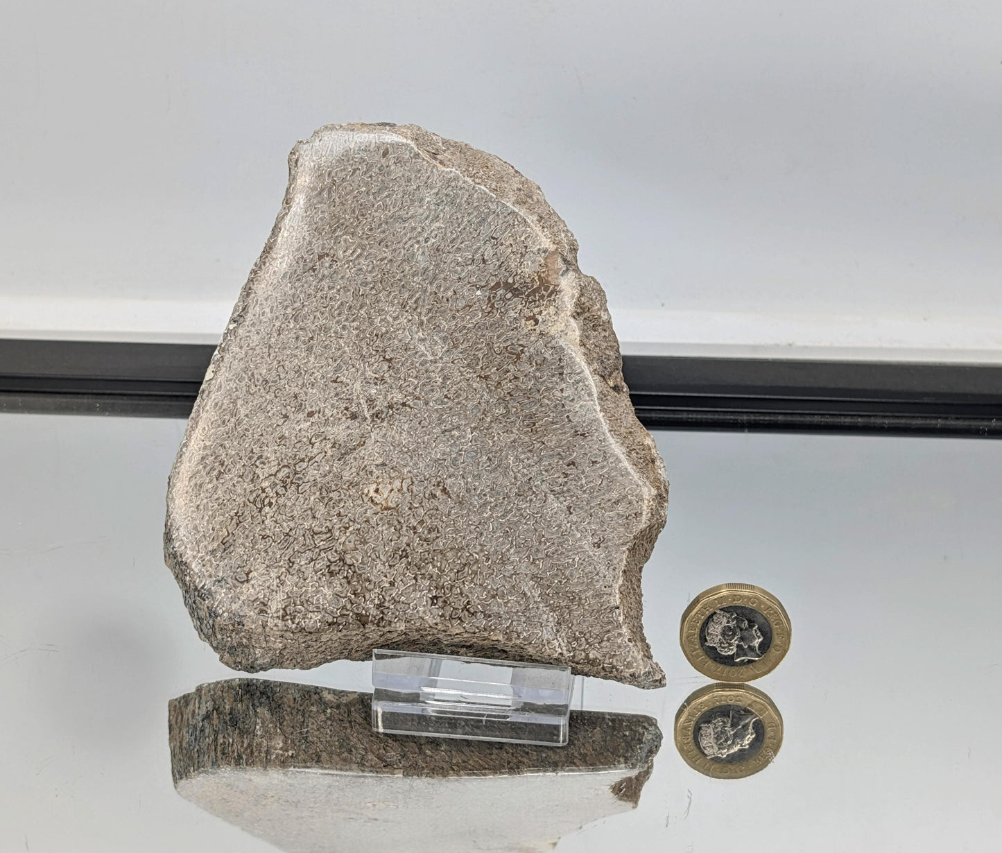 Large Dinosaur Bone Fossil Slice (#16)
