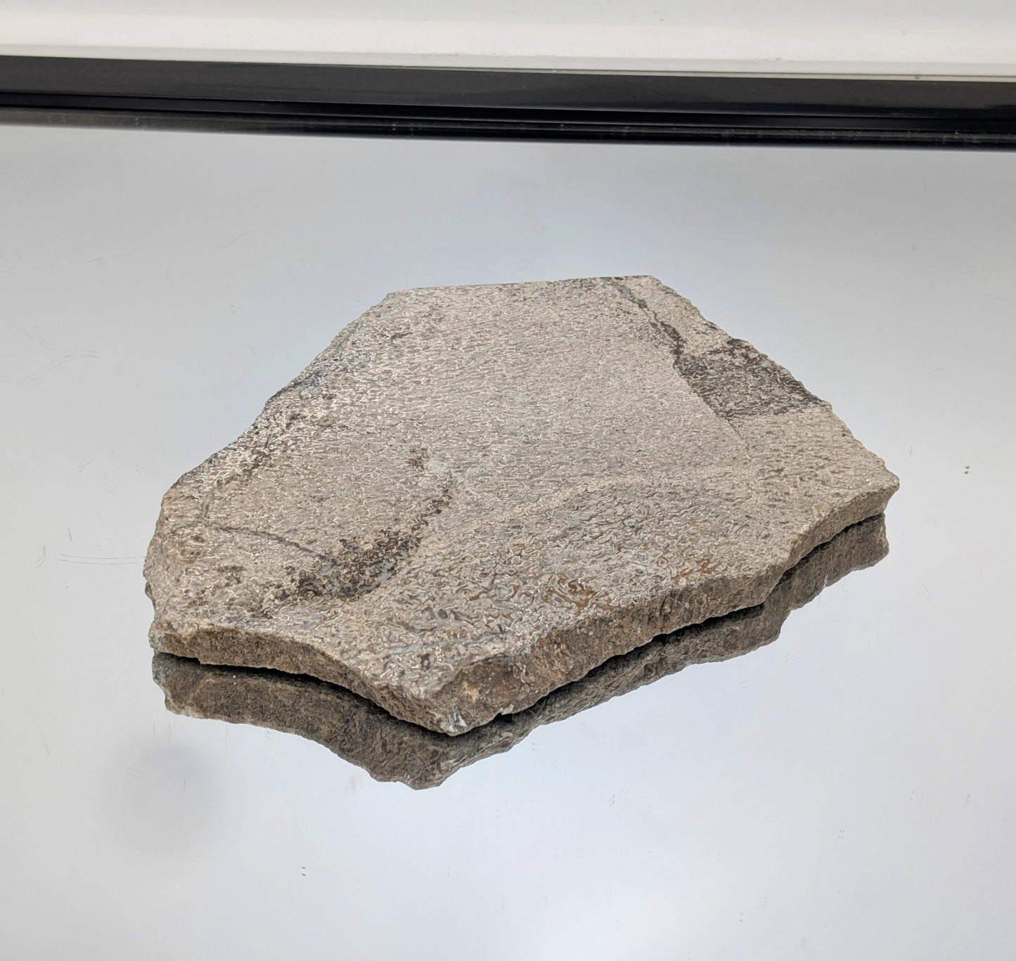 Large Dinosaur Bone Fossil Slice (#15)