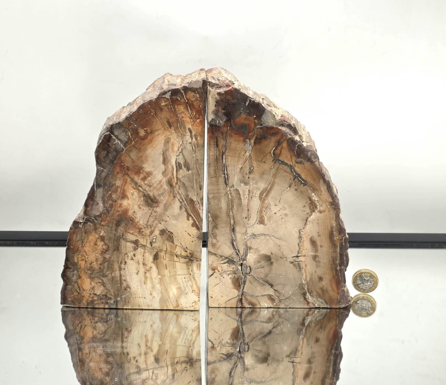 Fossil Wood Bookends (DP)