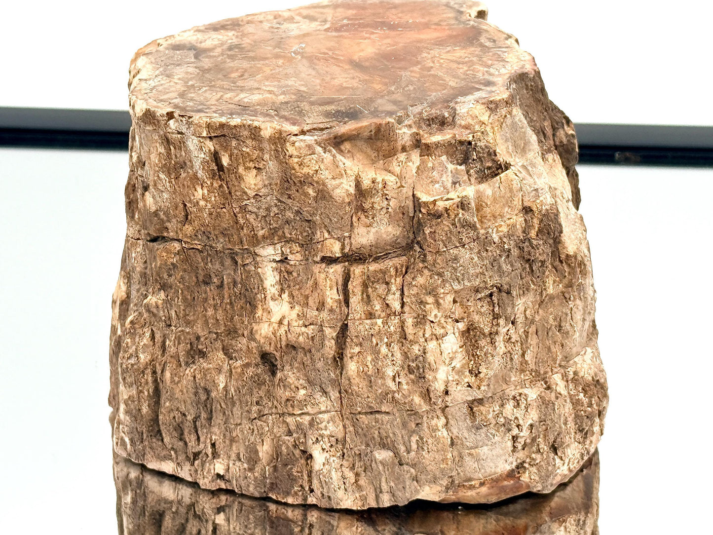Fossil Wood Branch / Stump - Petrified (#10)