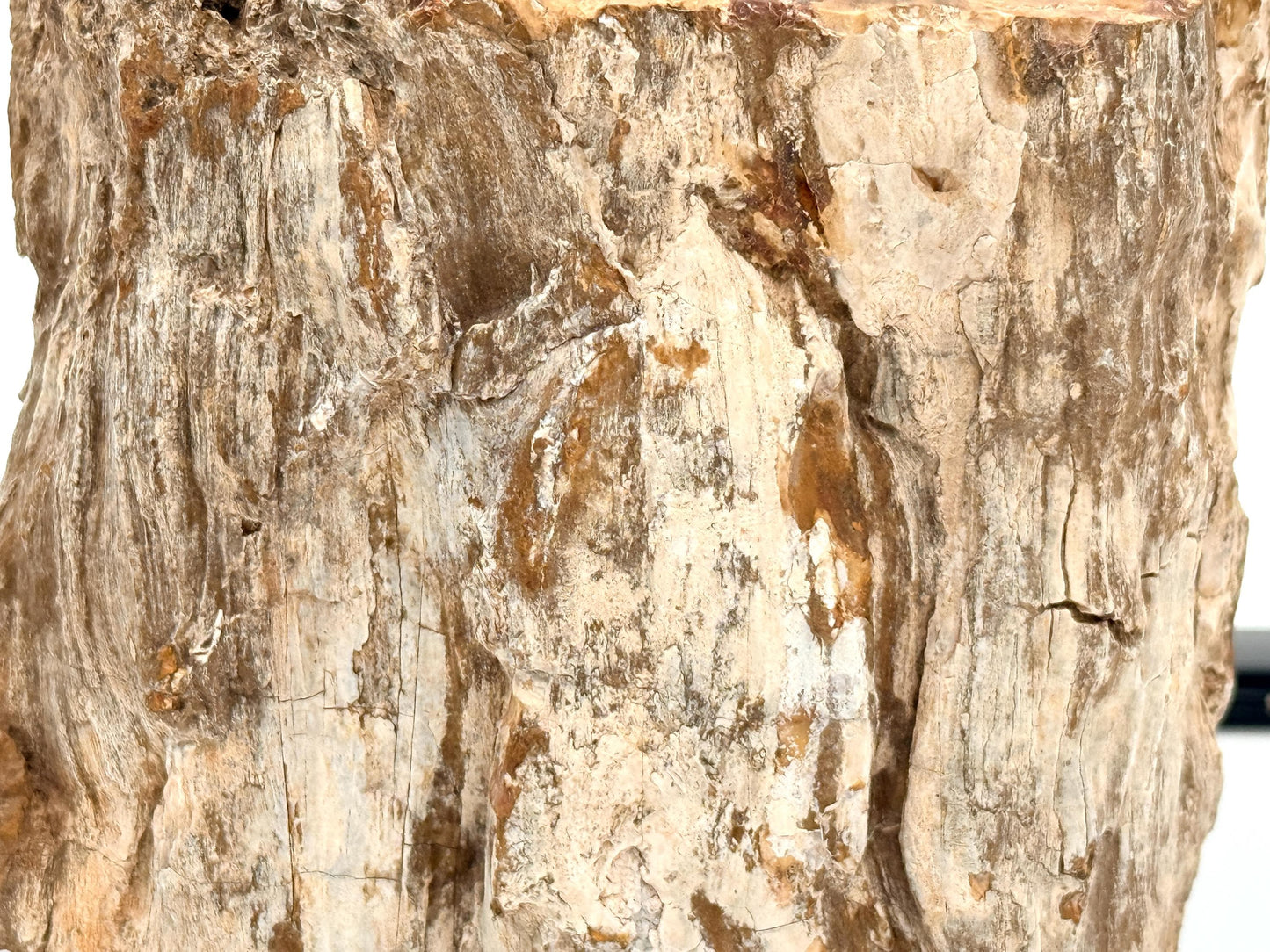 Fossil Wood Branch / Stump - Petrified (#2)