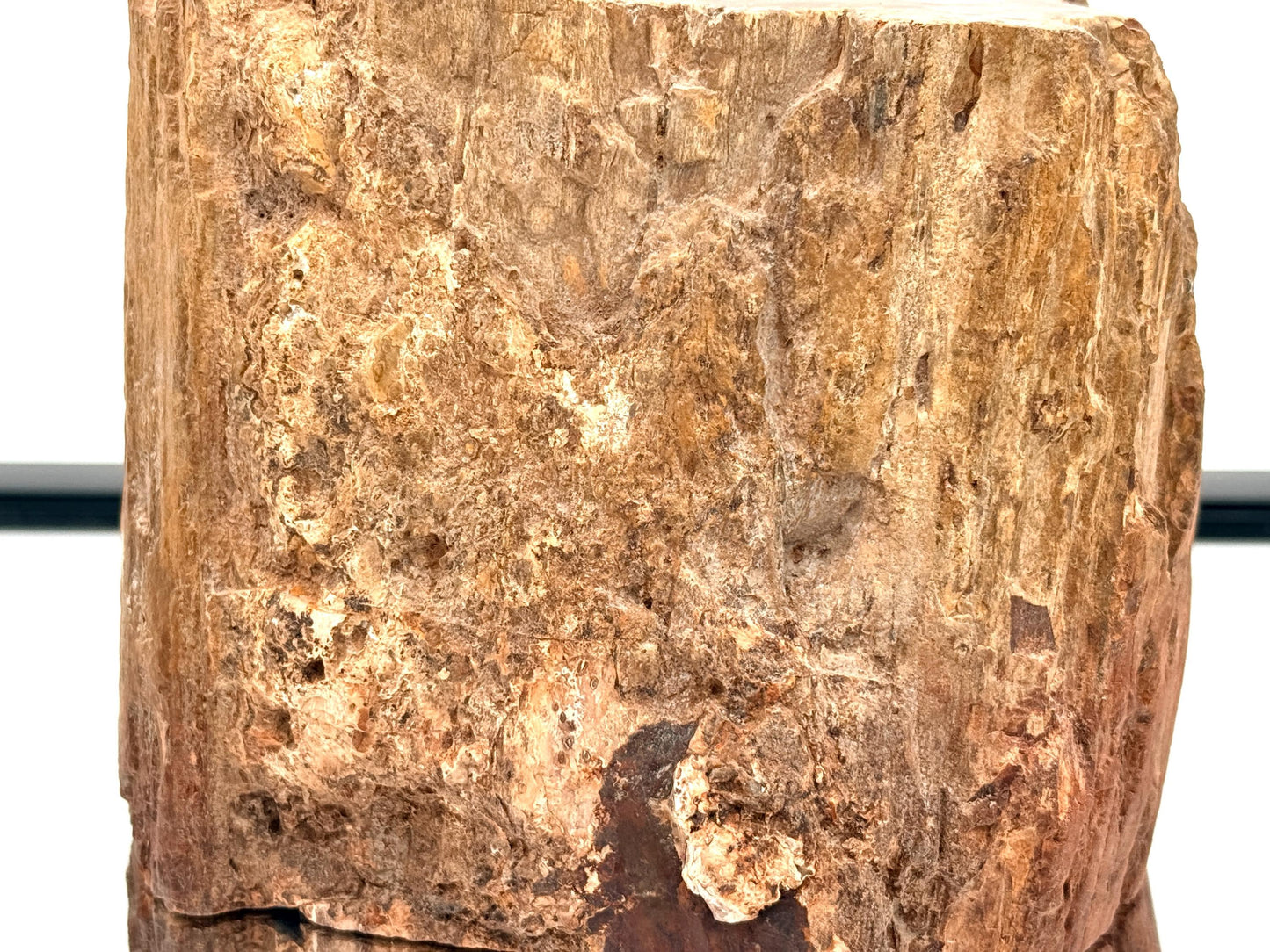 Fossil Wood Branch / Stump - Petrified (#4)