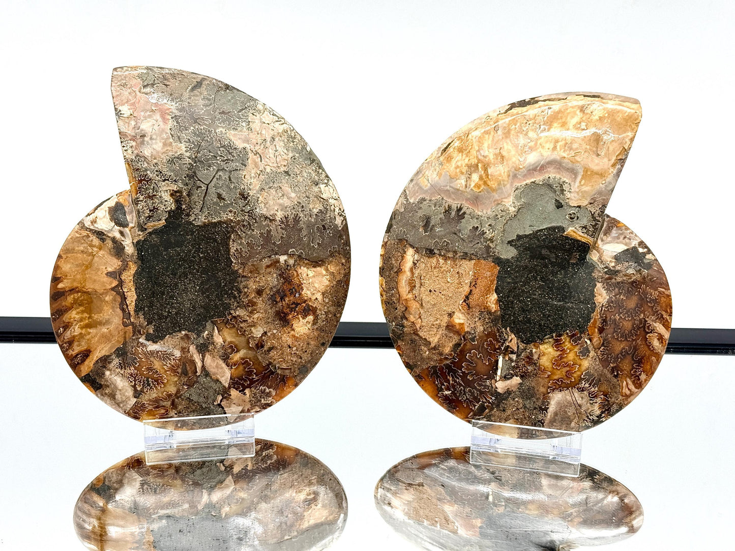 Ammonite Fossil Pair - 1.12KG - #44