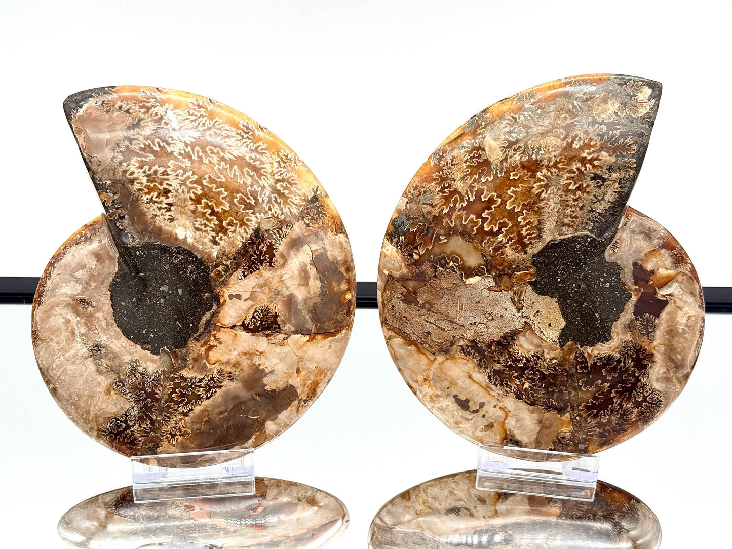 Ammonite Fossil Pair - 1.19KG - #38