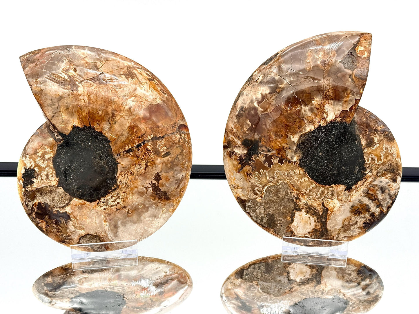Ammonite Fossil Pair - 1.30KG - #34