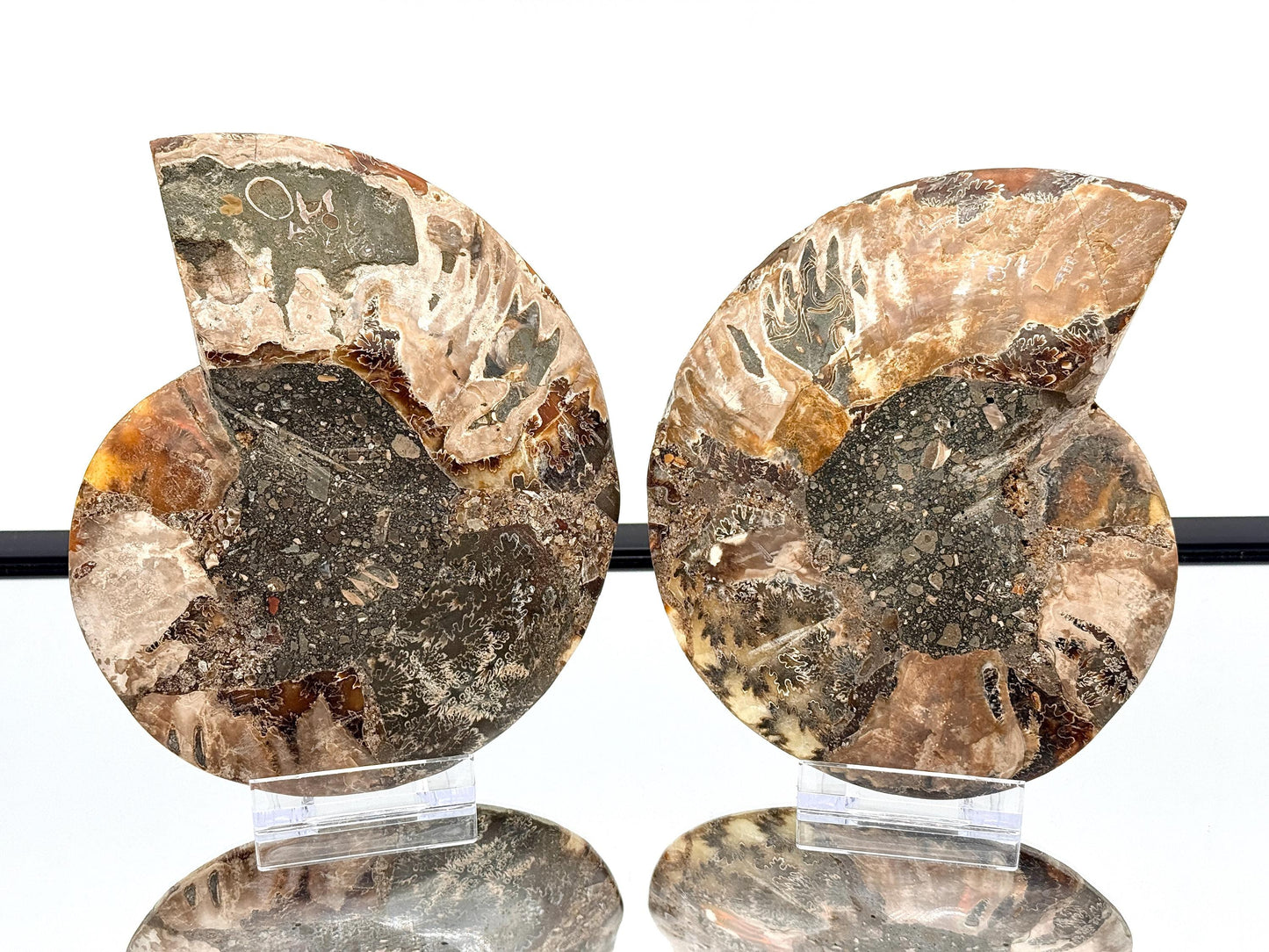 Ammonite Fossil Pair - 0.89KG - #25