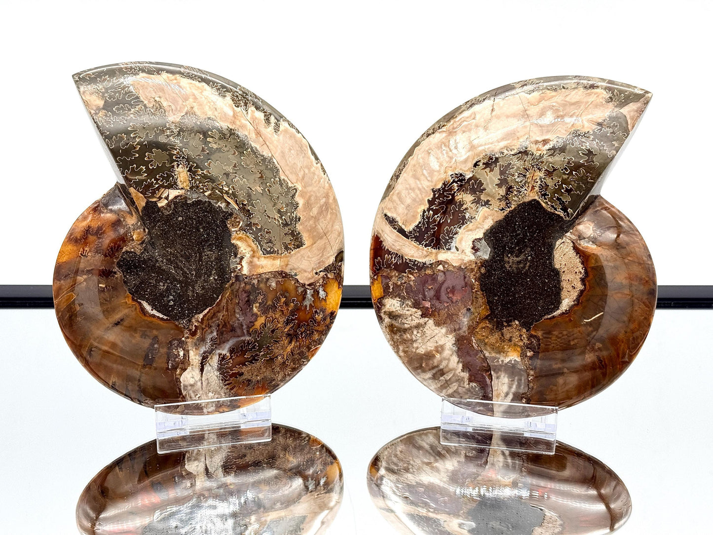 Ammonite Fossil Pair - 1.14KG - #23