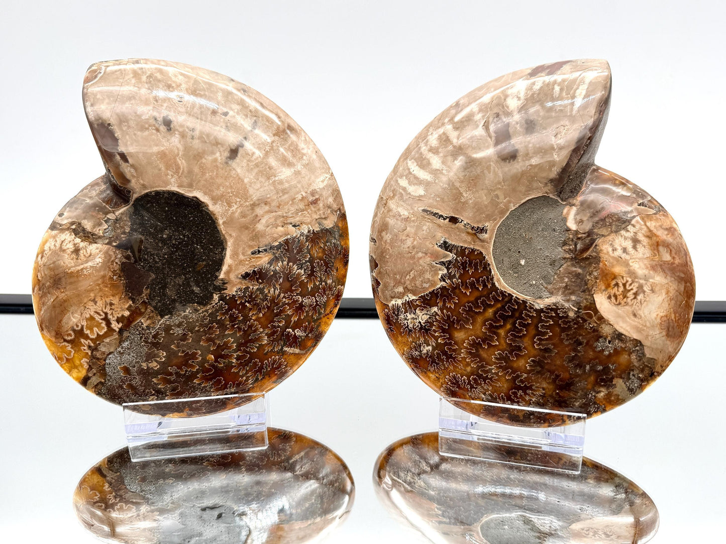 Ammonite Fossil Pair - 0.69KG - #19