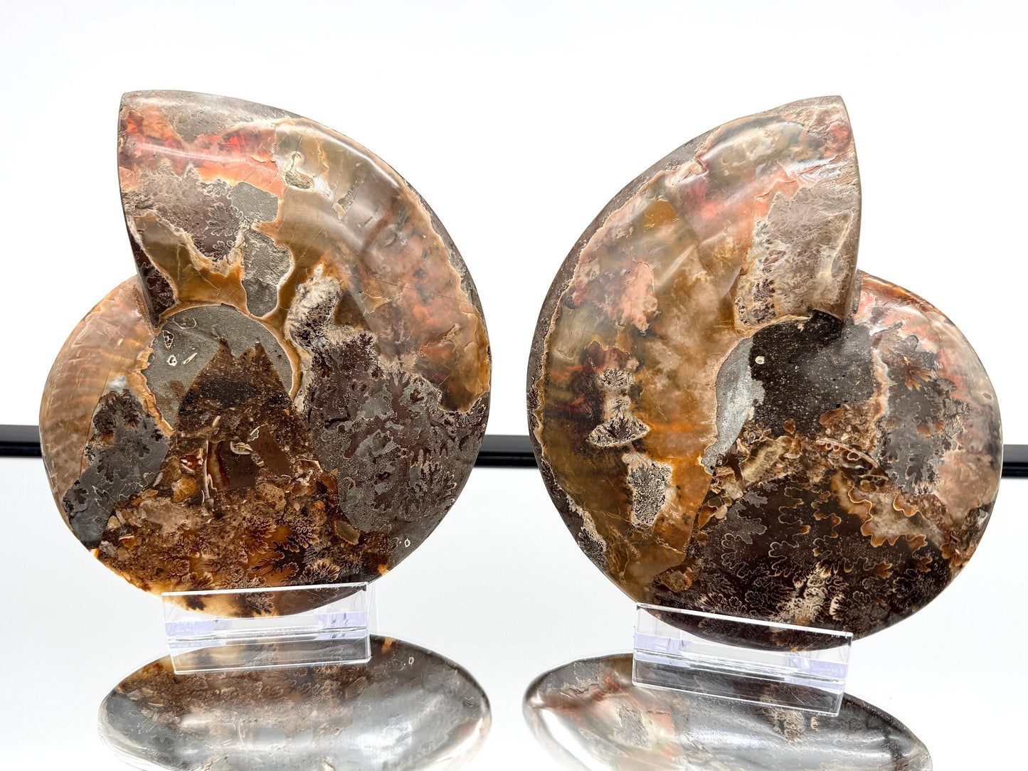 Ammonite Fossil Pair - 0.77KG - #16