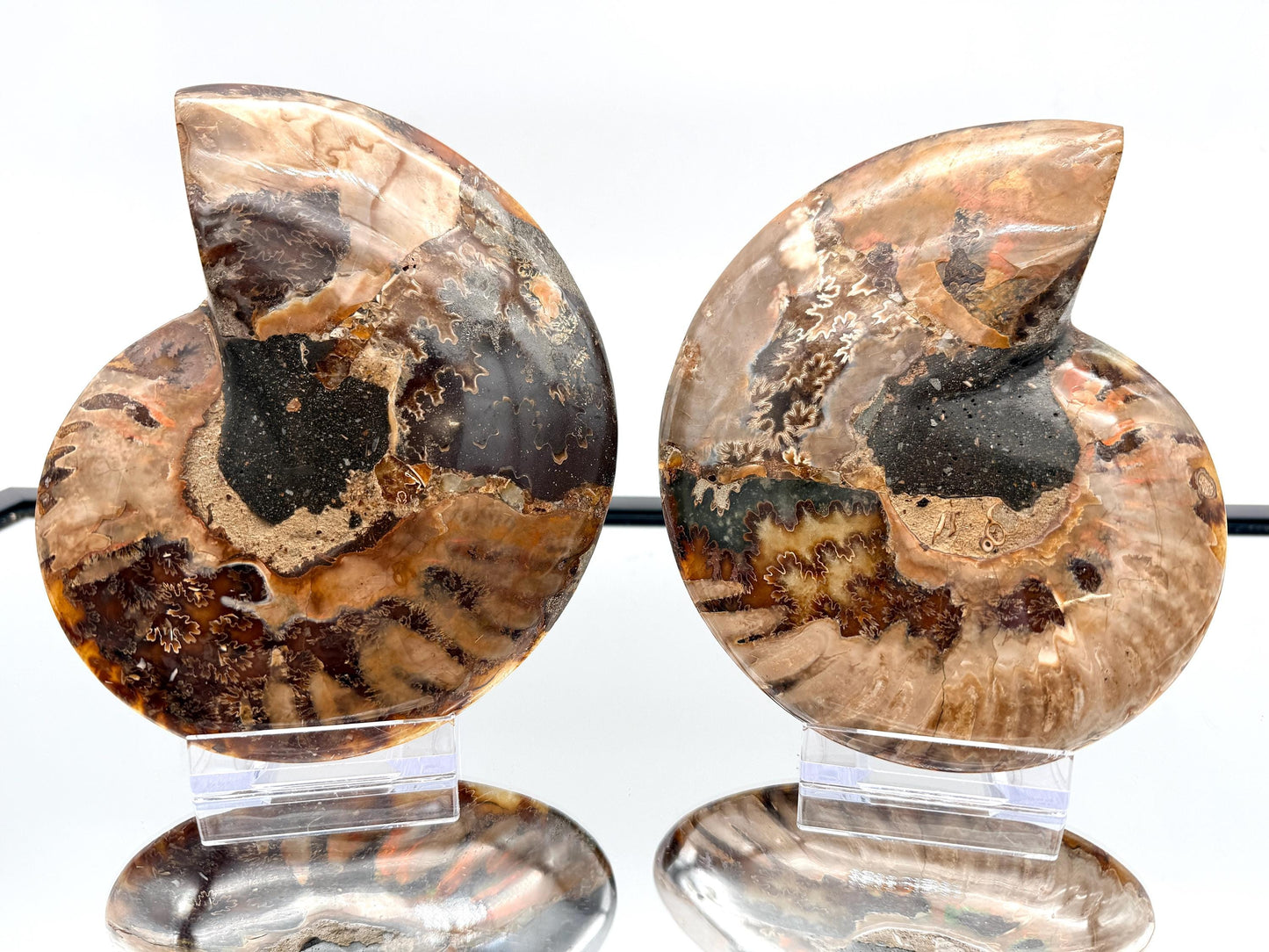 Ammonite Fossil Pair - 0.77KG - #12