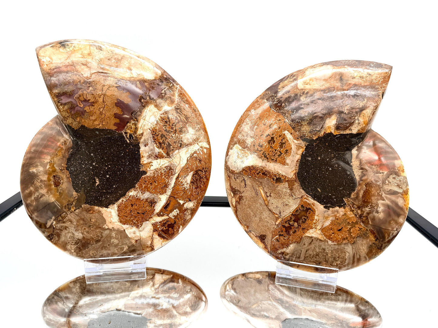 Ammonite Fossil Pair - 2.07KG - #5