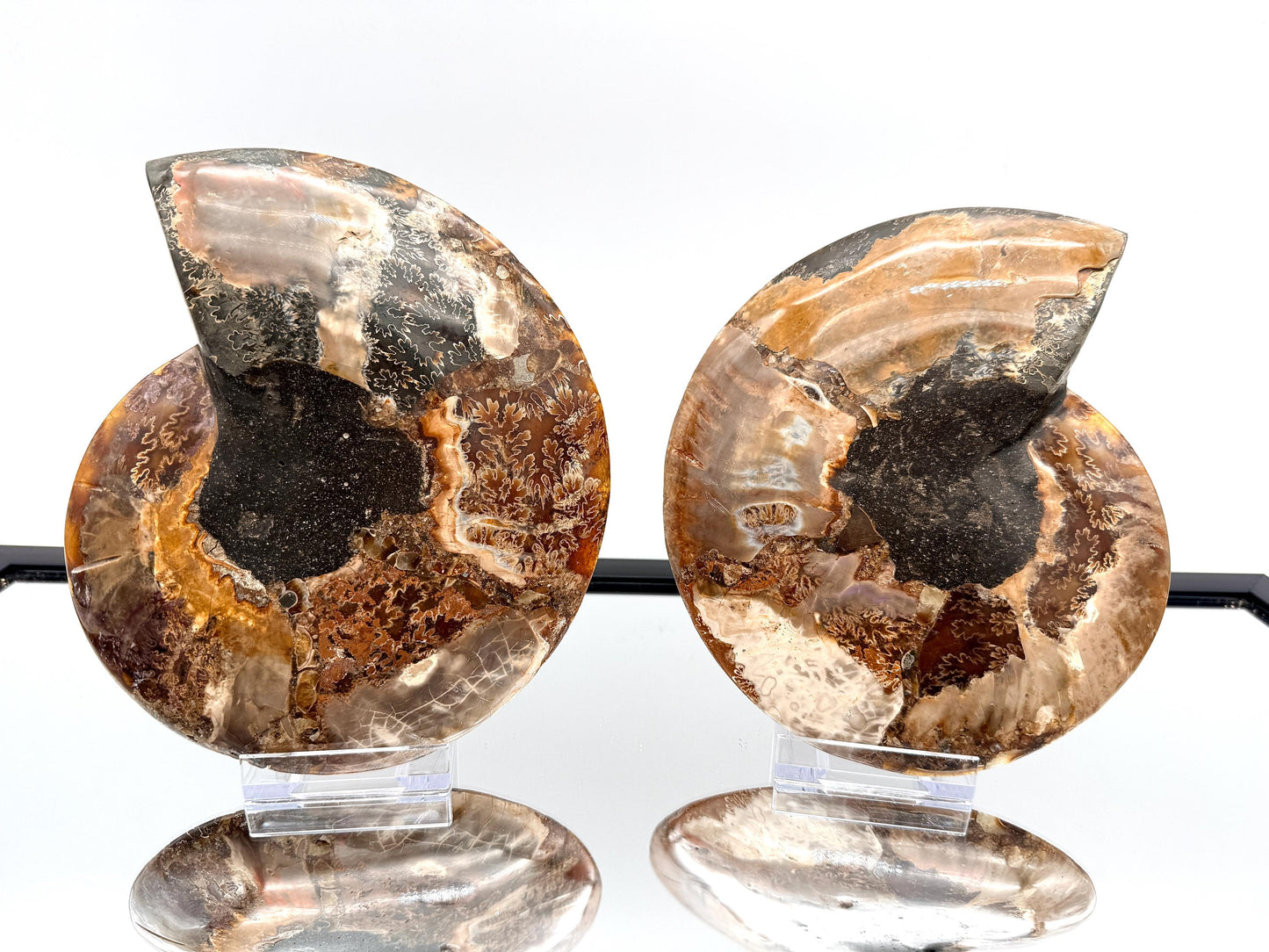 Ammonite Fossil Pair - 1.03KG - #1