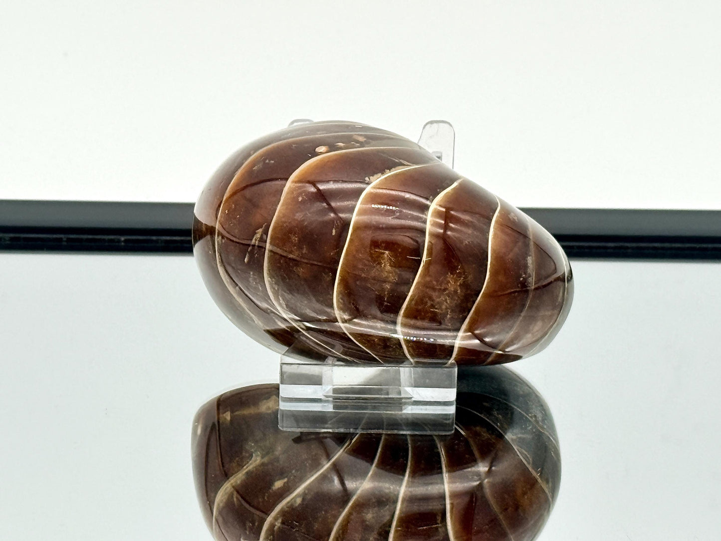 Large Nautilus Fossil - Madagascar (#5)