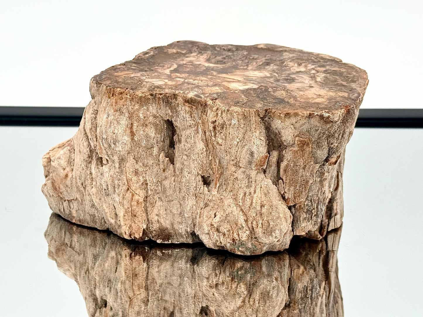 Fossil Wood Branch / Stump - Petrified (#16)