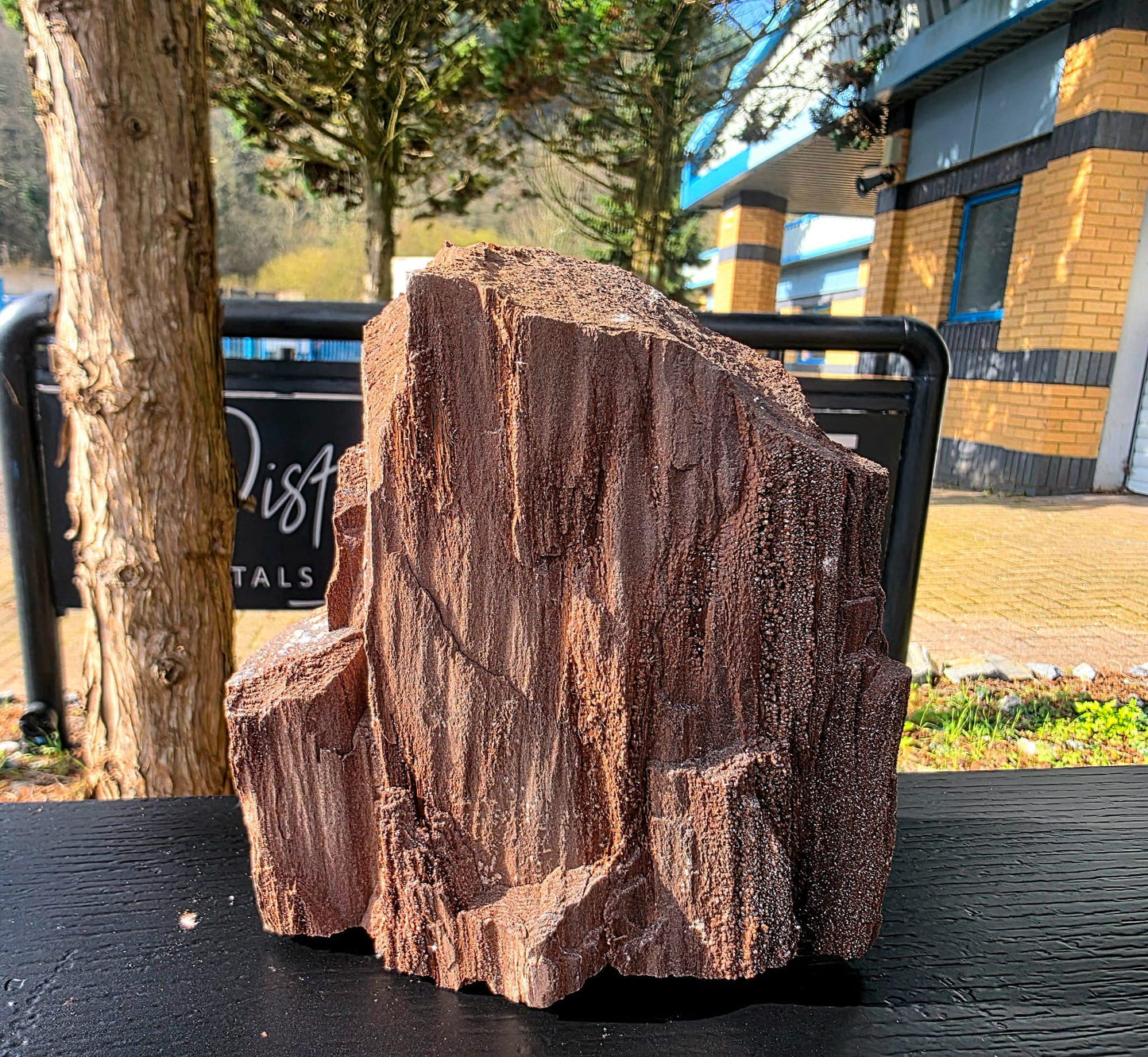 Large Permineralized Wood with Quartz, Rare Fossil Wood Germany, Collector Specimen, Fossil Gift (#36)