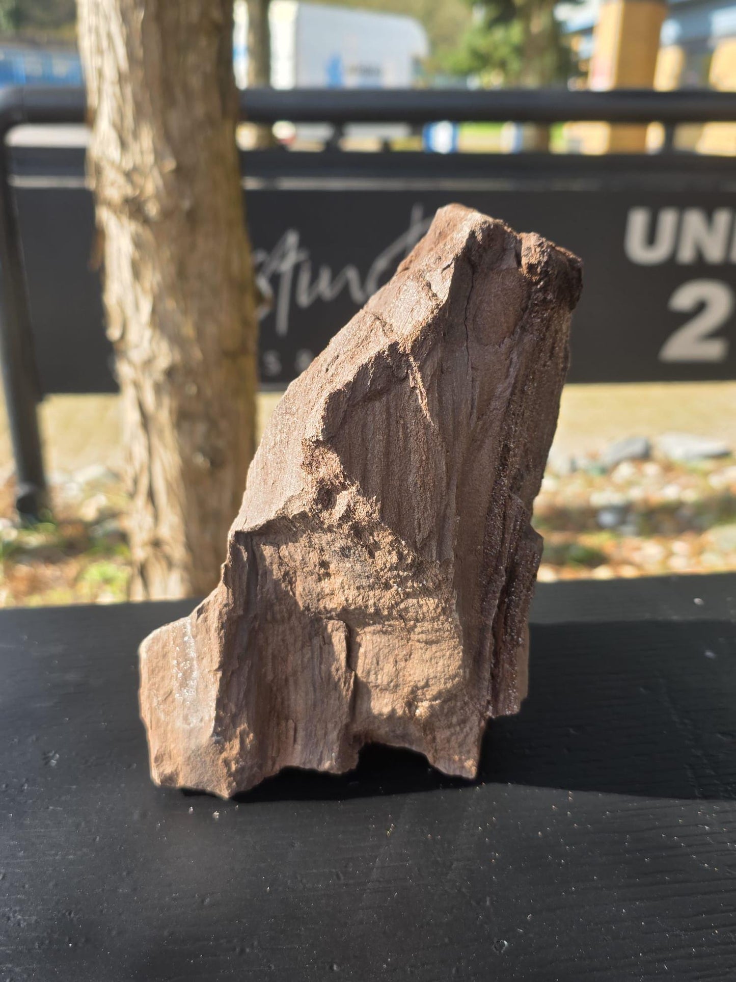 Large Petrified Wood with Quartz Druzy, Rare Fossil Wood Germany, Collector Specimen (#38)
