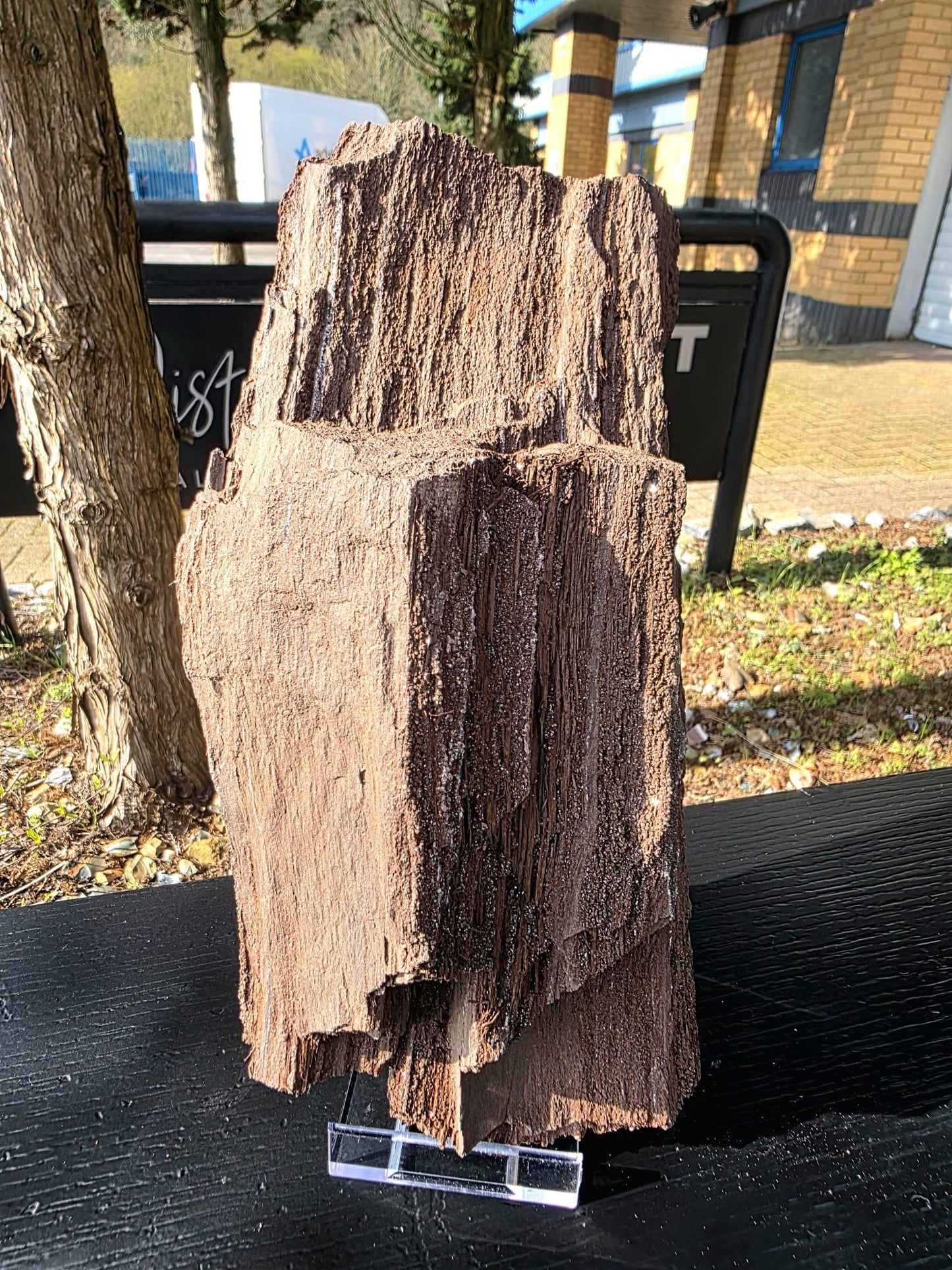 Large Petrified Wood with Quartz Druzy, Rare Fossil Wood Germany, Collector Specimen (#37)