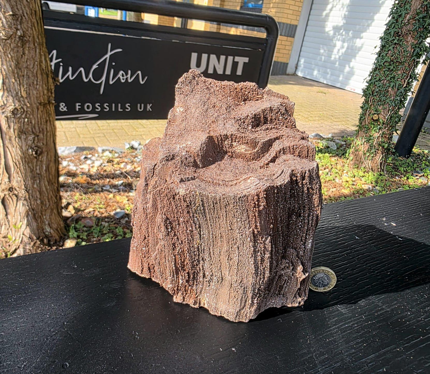 Large Permineralized Wood with Quartz, Rare Fossil Wood Germany, Collector Specimen, Fossil Gift (#39)