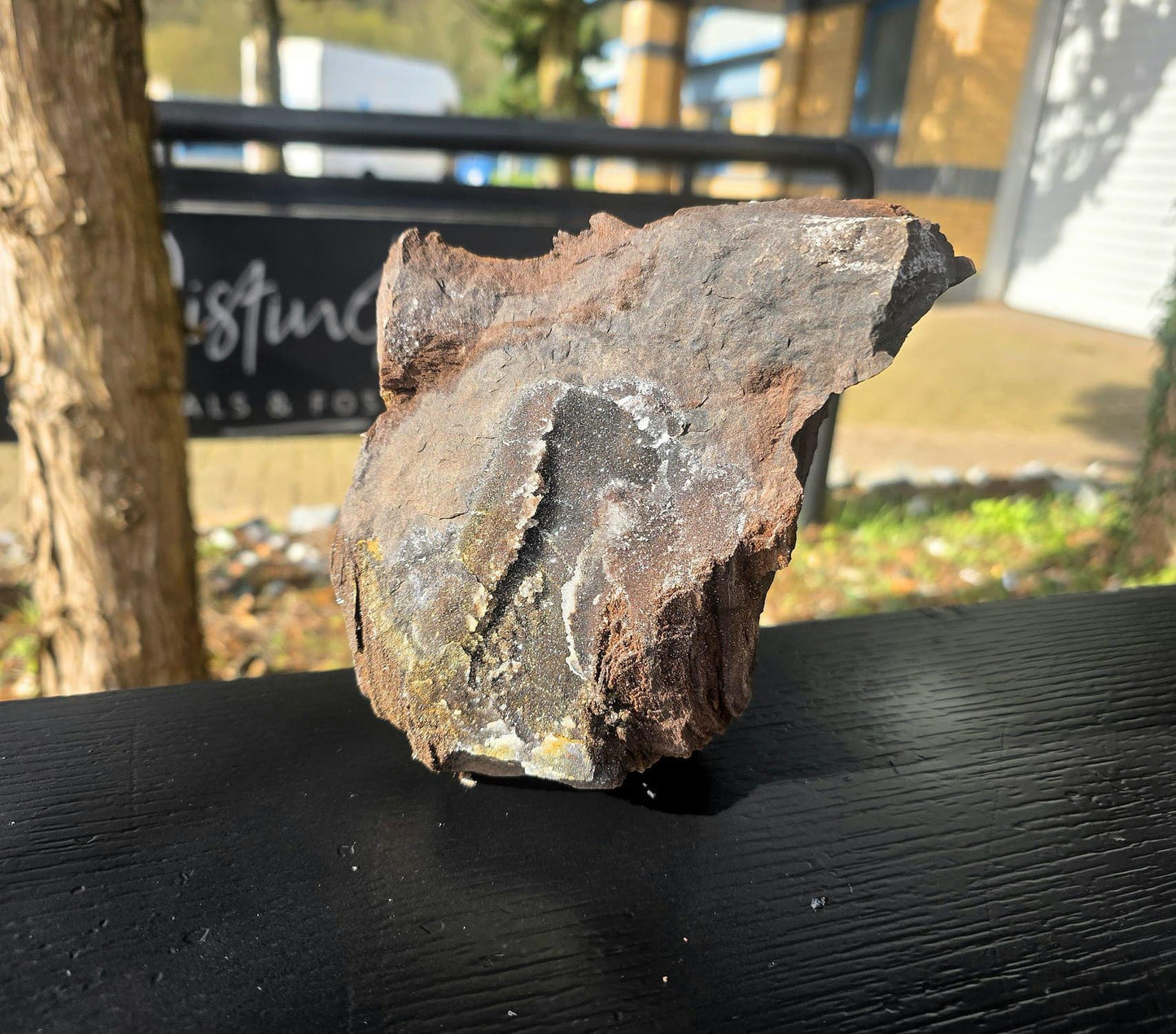 Large Petrified Wood with Quartz Druzy, Rare Fossil Wood Germany, Collector Specimen (#35)