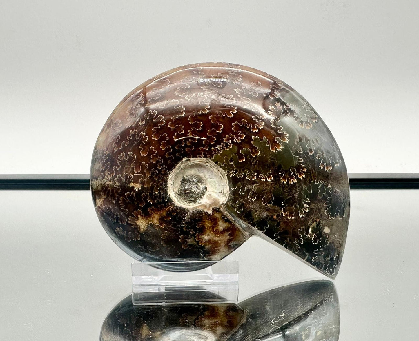 Ammonite Fossil Gift, Cleoniceras Whole, Natural Fossil Specimen, Madagascar, Unique Prehistoric Decor #18