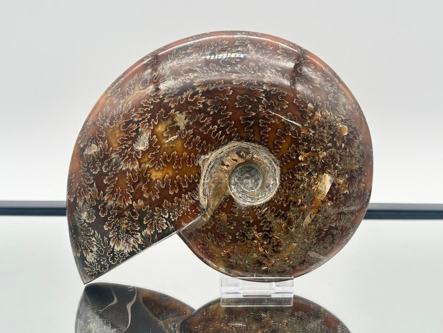 Large Ammonite Fossil Gift, Cleoniceras Whole, Natural Fossil Specimen, Madagascar, Unique Prehistoric Decor #21