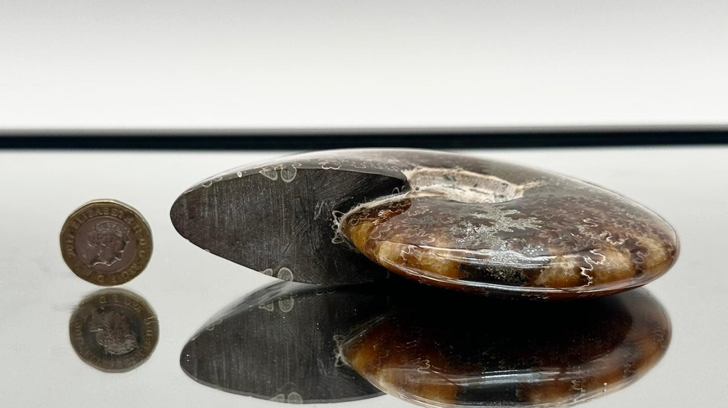 Large Ammonite Fossil Gift, Cleoniceras Whole, Natural Fossil Specimen, Madagascar, Unique Prehistoric Decor #16