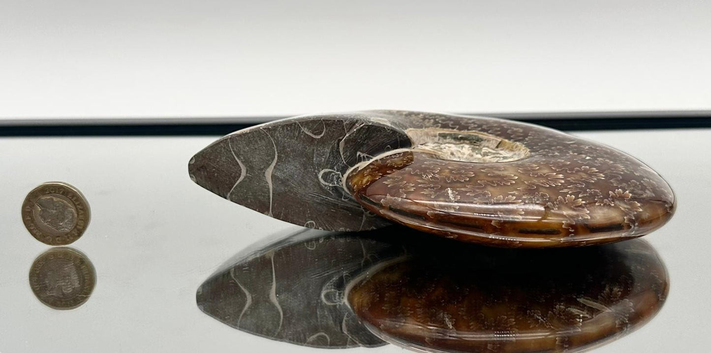 Large Ammonite Fossil Gift, Cleoniceras Whole, Natural Fossil Specimen, Madagascar, Unique Prehistoric Decor #15