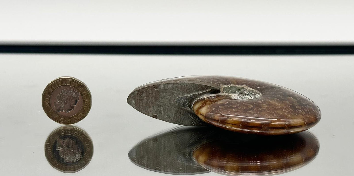 Ammonite Fossil Gift, Cleoniceras Whole, Natural Fossil Specimen, Madagascar, Unique Prehistoric Decor #14