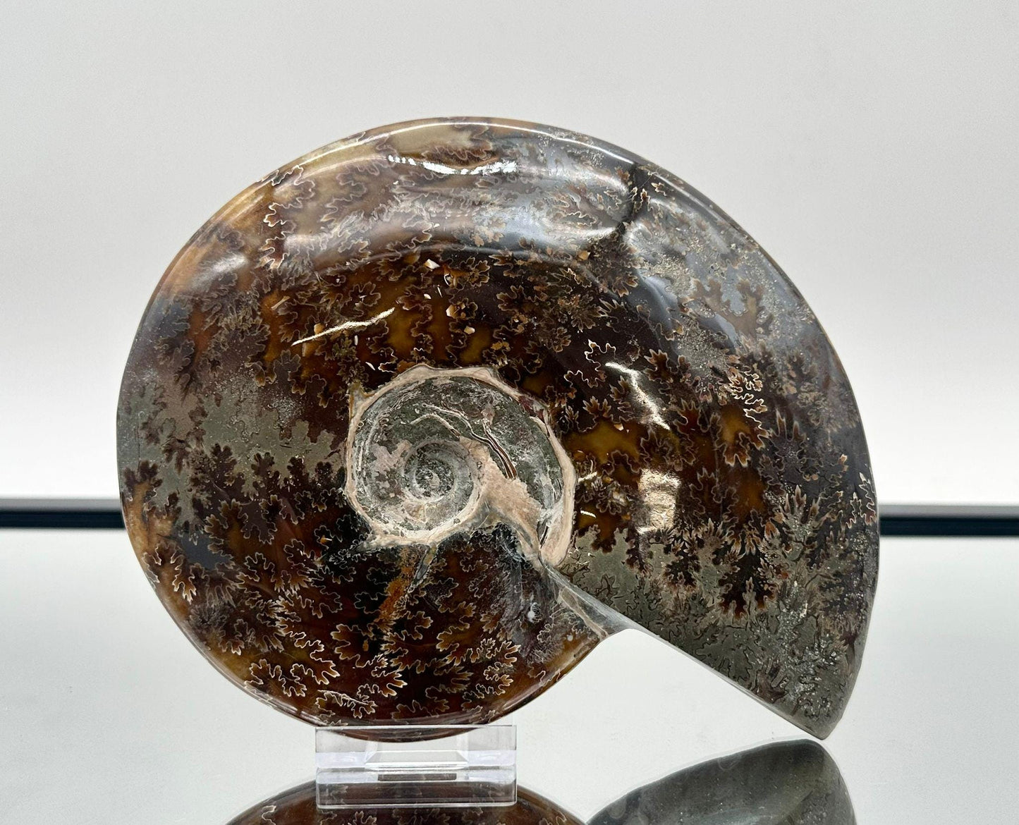 Ammonite Fossil Gift, Cleoniceras Whole, Natural Fossil Specimen, Madagascar, Unique Prehistoric Decor #11