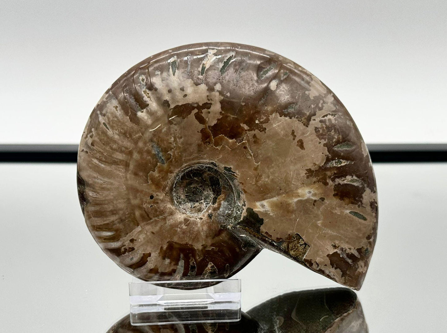 Ammonite Fossil Gift, Cleoniceras Whole, Natural Fossil Specimen, Madagascar, Unique Prehistoric Decor #4