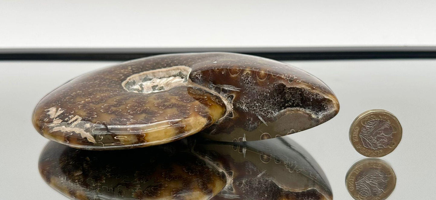 Ammonite Fossil Gift, Cleoniceras Whole, Natural Fossil Specimen, Madagascar, Unique Prehistoric Decor #1