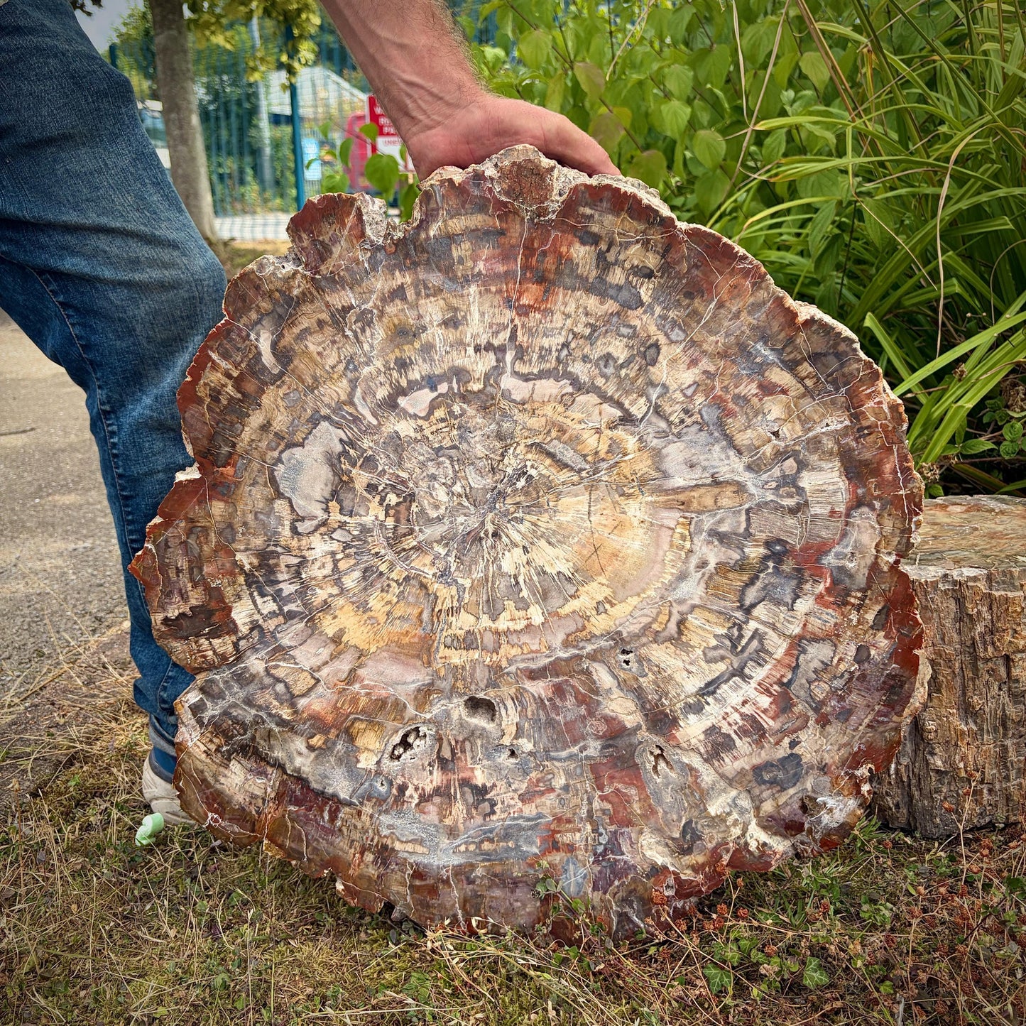 XXL Laughing Buddha Fossil Wood Slab | 52.6kg