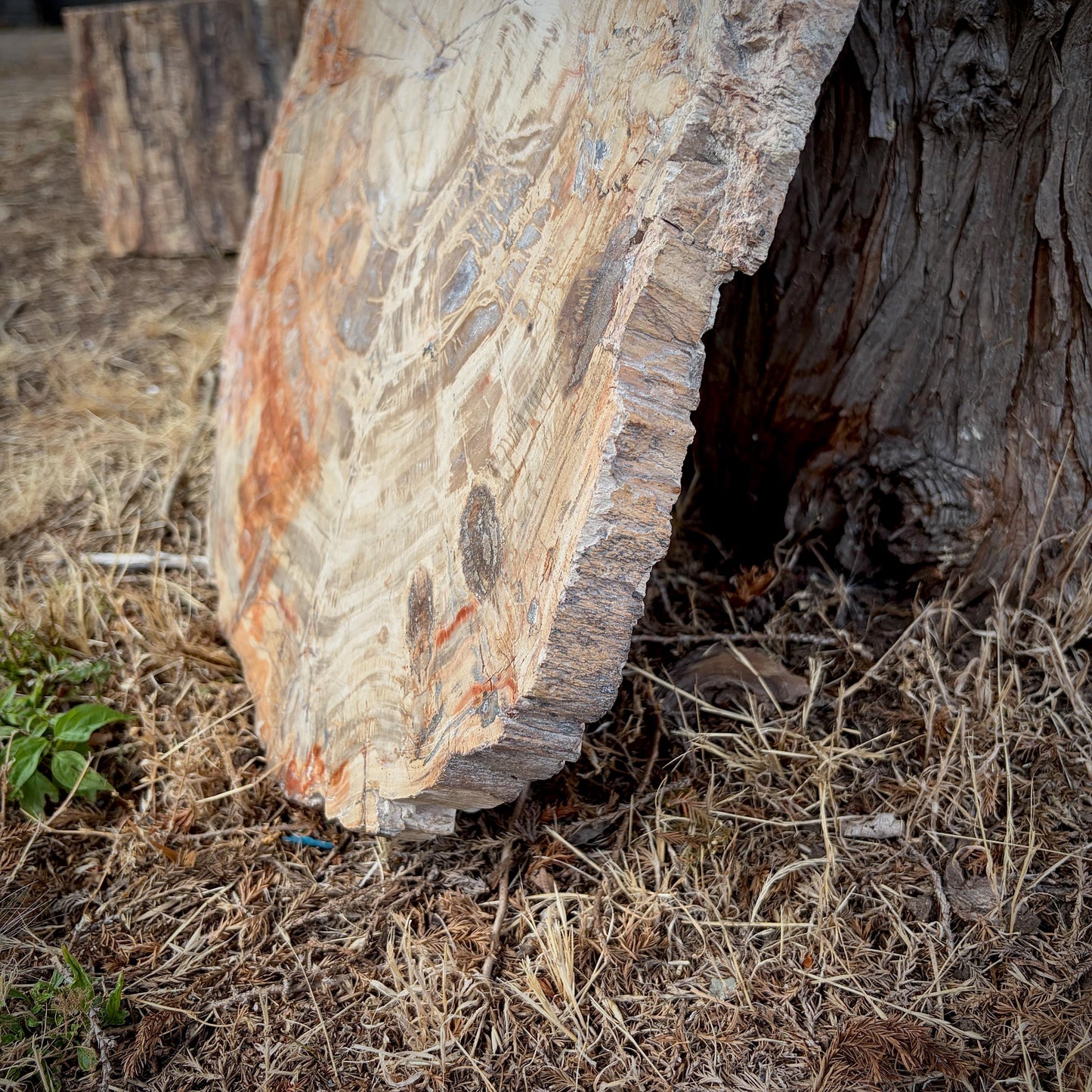 Large Petrified Wood Slice with Horse Carving | Equestrian Gift | 7kg