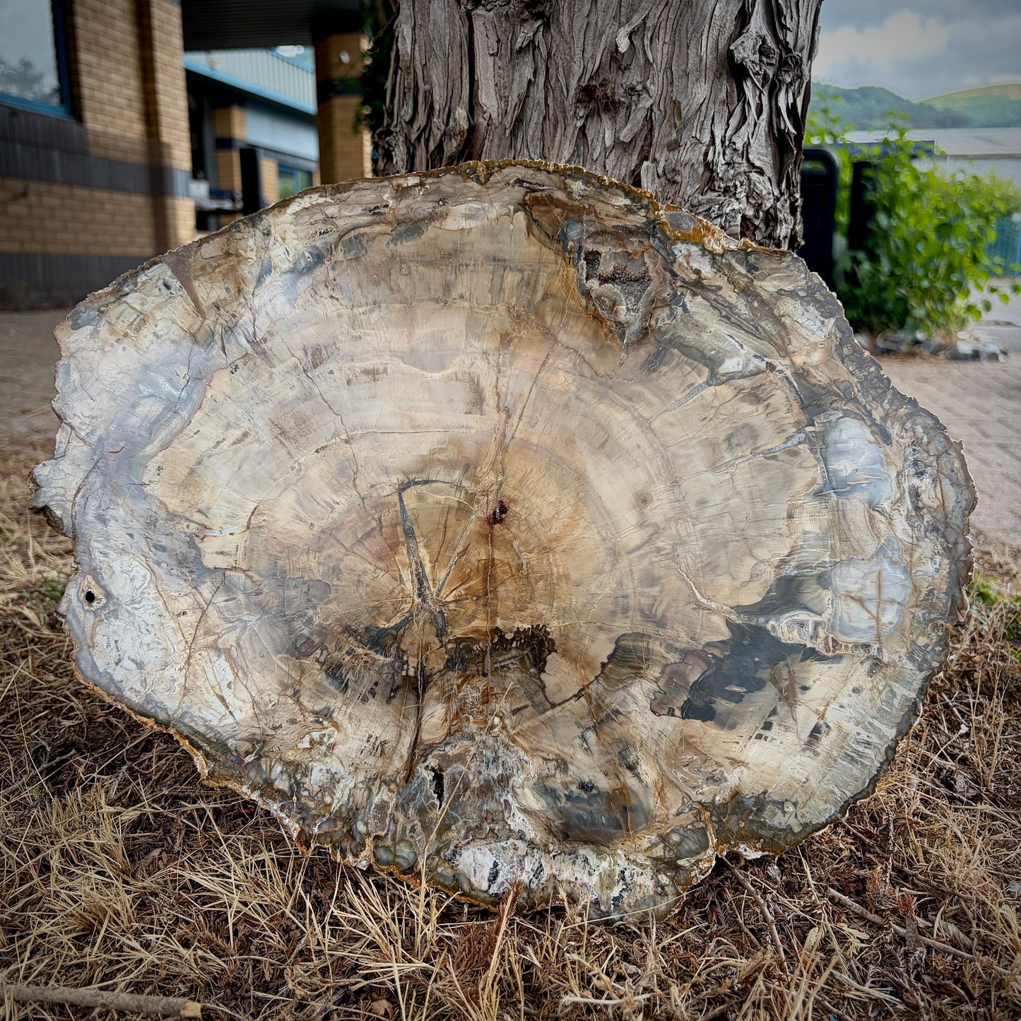 Large Petrified Wood Slice with Arachnid Spider Carving | Hand Carved Fossil Wood Art | 5kg