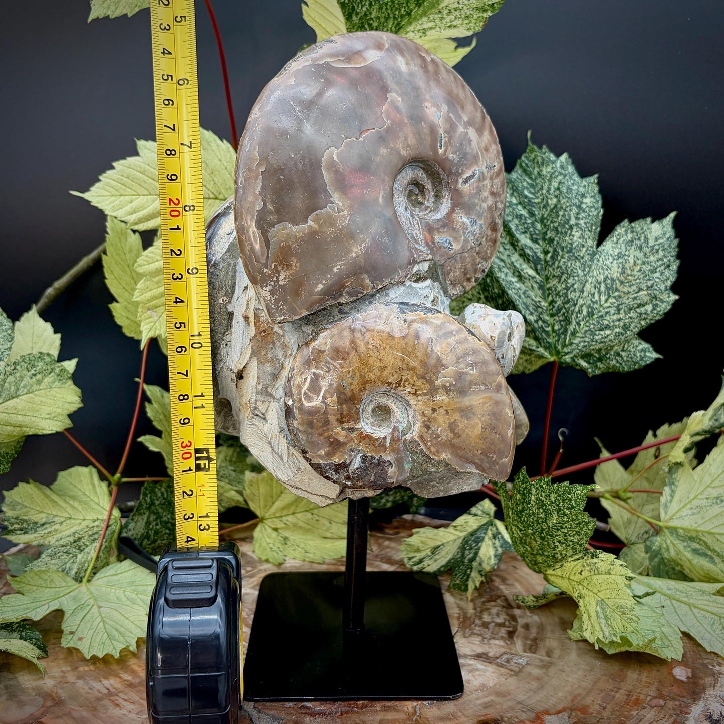 Ammonite Fossil Sculpture on Stand #2 | Natural Art