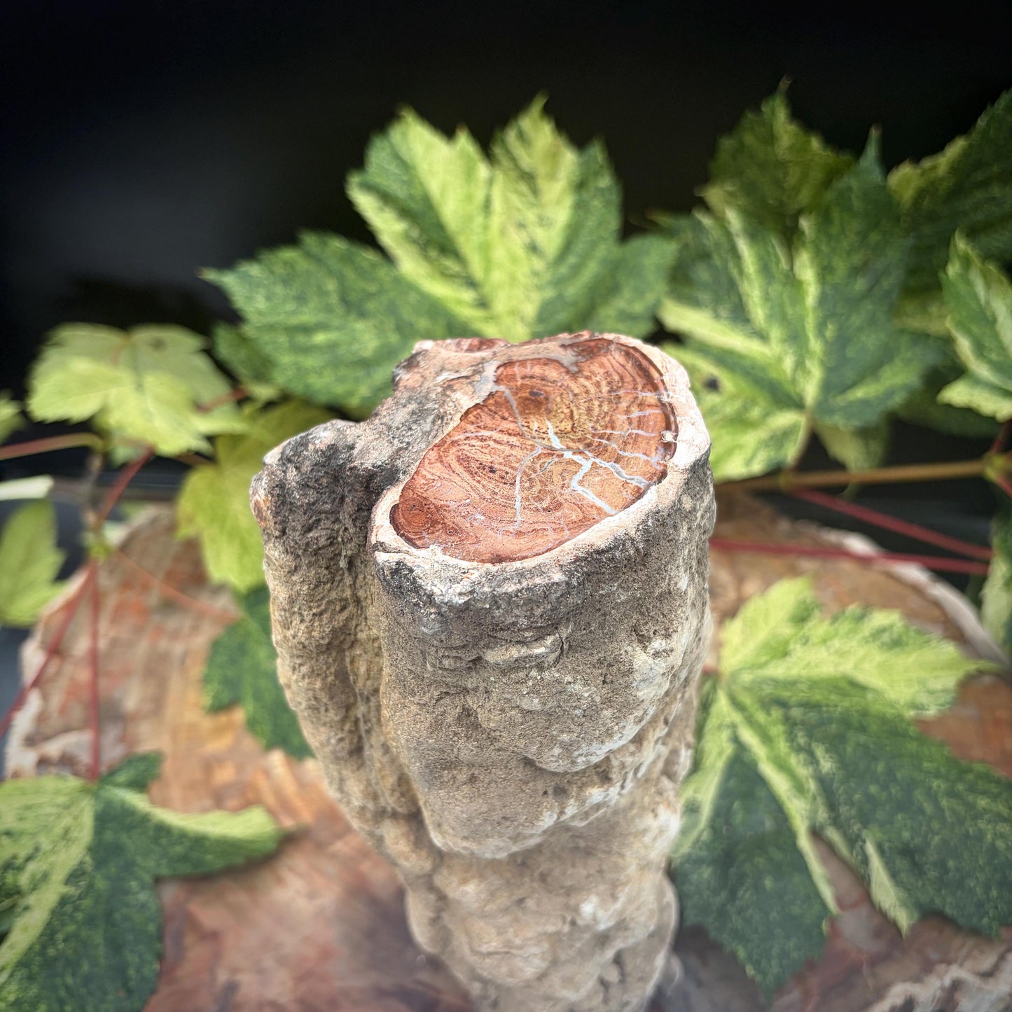 Petrified Fossil Wood Stump Branch | 2.17kg #26