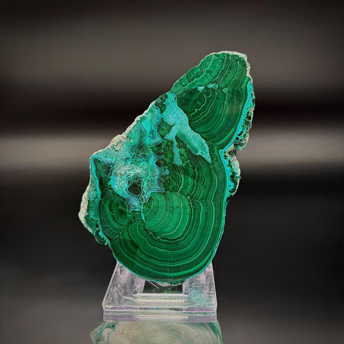 Polished Malacolla Collector Slice | Malachite with Chrysocolla | 73g #3
