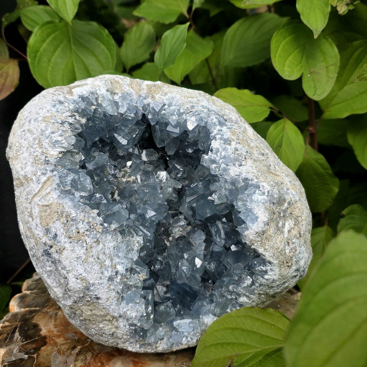 XL Celestite Crystal Geode | 8.69kg Natural Celestine Mineral Specimen