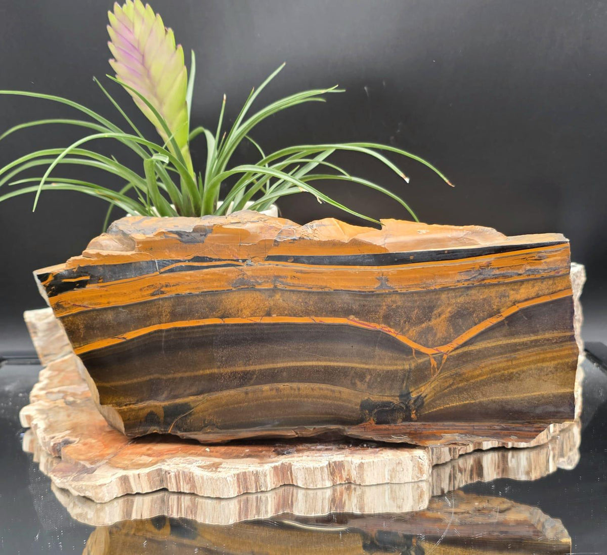 XXL Tiger's Eye Crystal Slice | Polished Specimen | 2.56kg