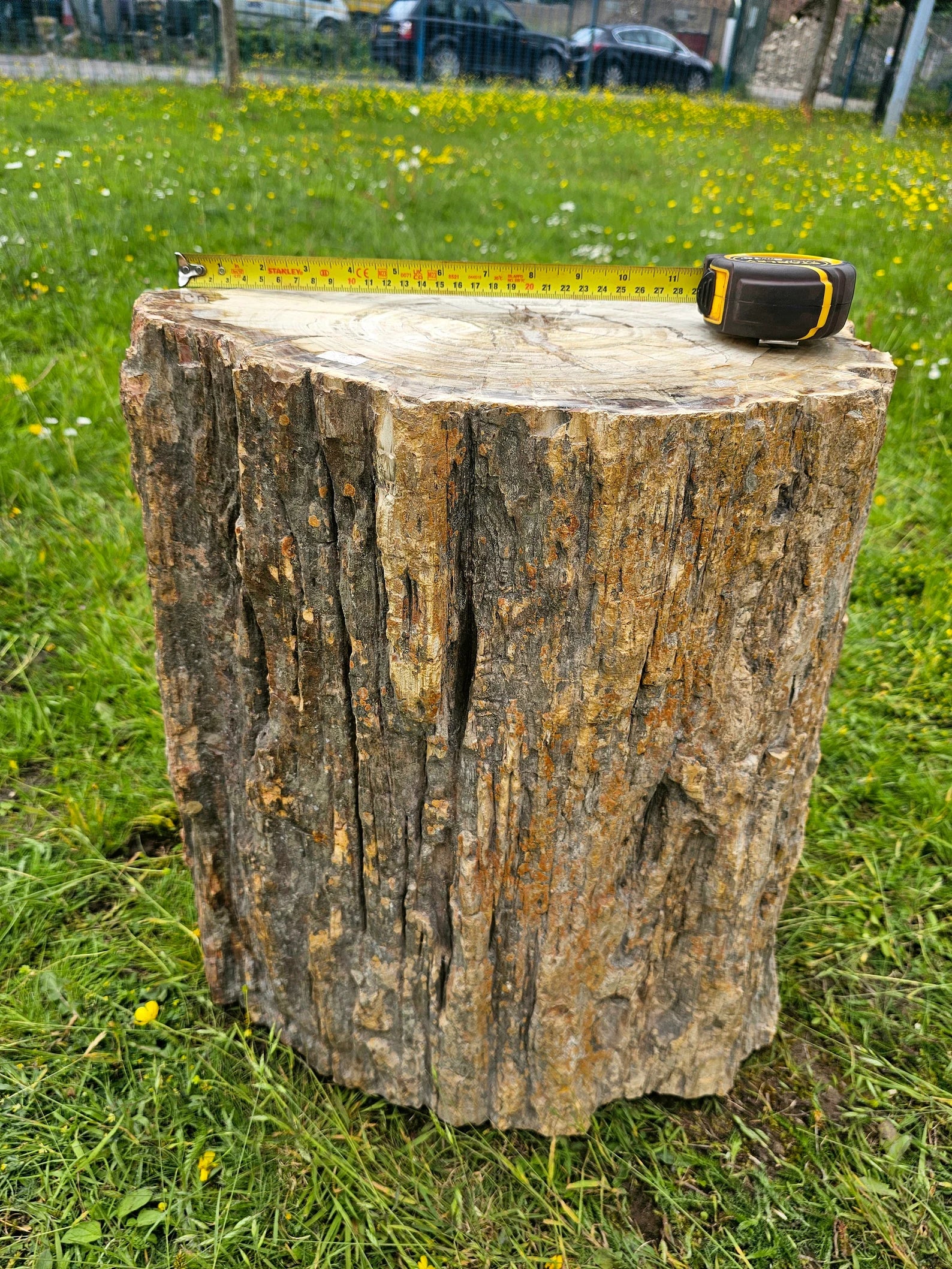 petrified wood for sale